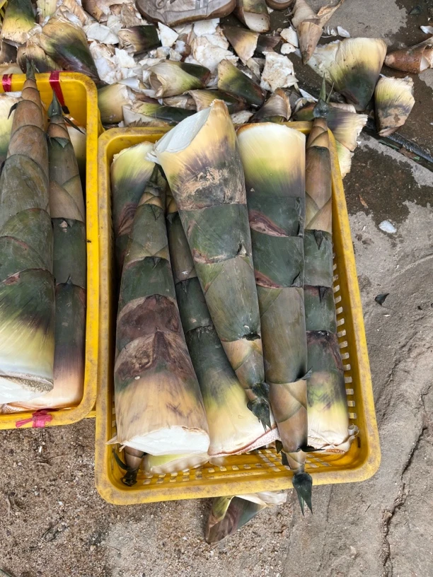 现挖现发广东新鲜带壳大头竹笋可做酸笋野葡萄