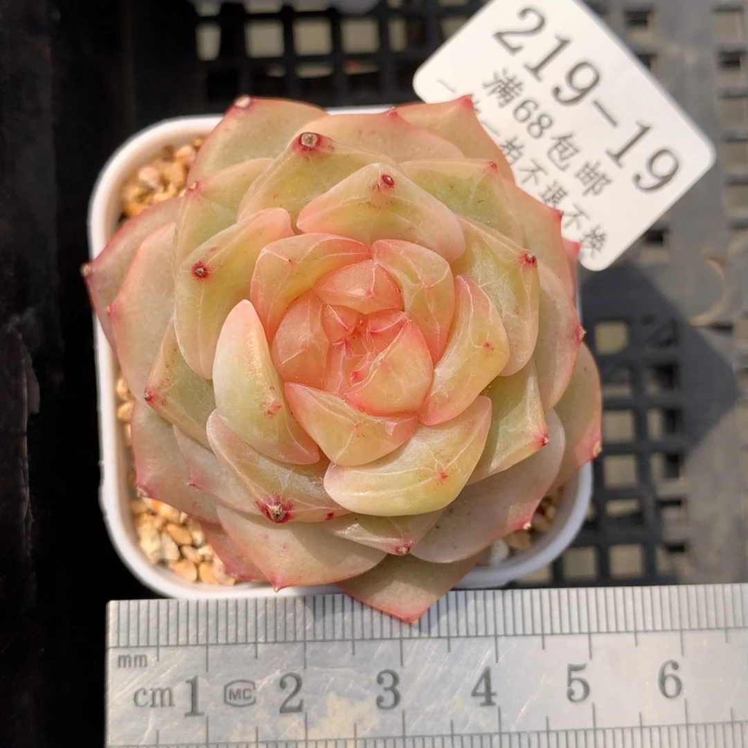 19。大富翁。珍妮糖心。