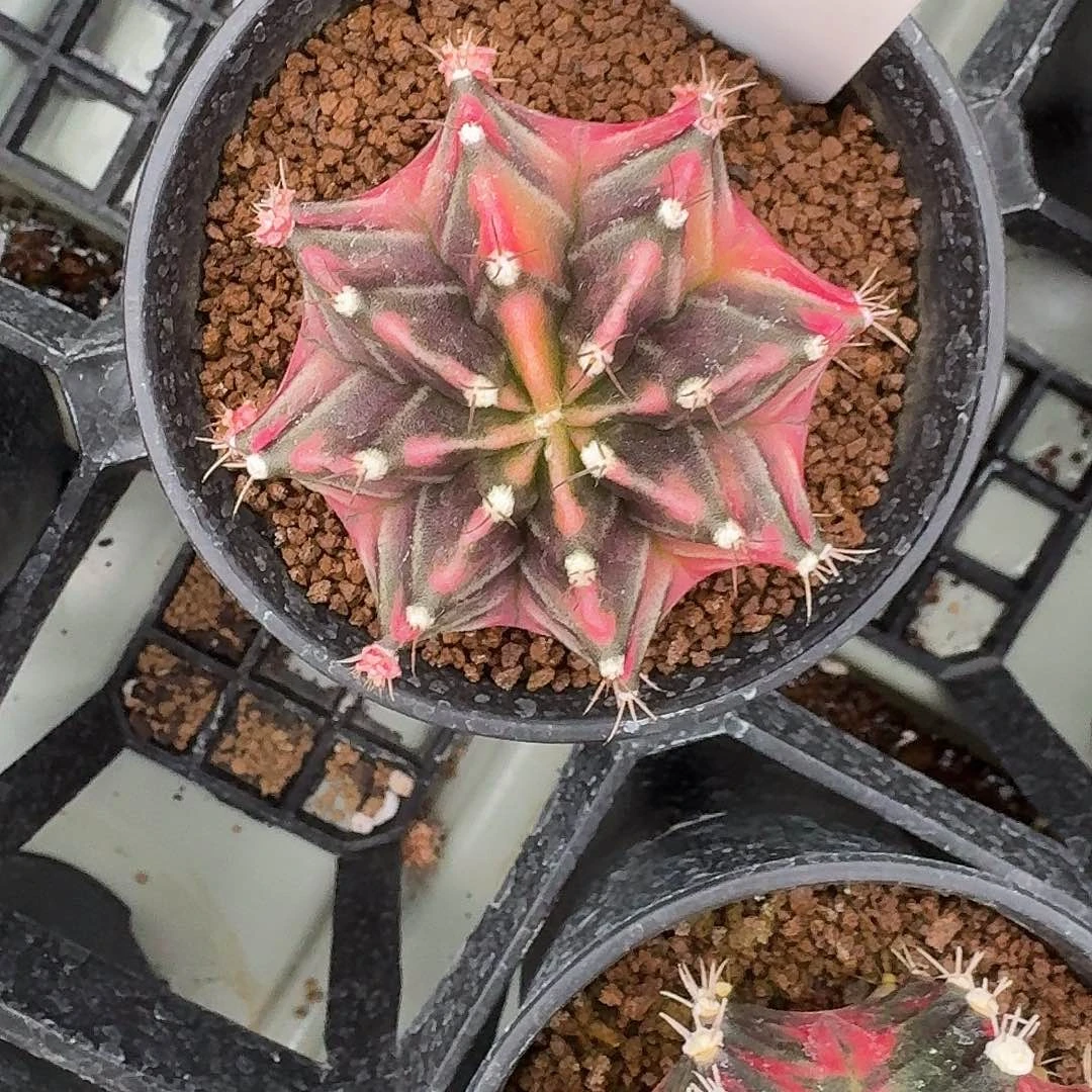 L312-1130广东发货 749