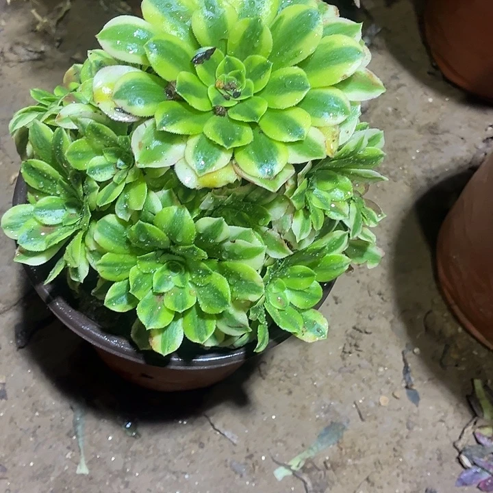 金丝翡翠一颗脱土发货10