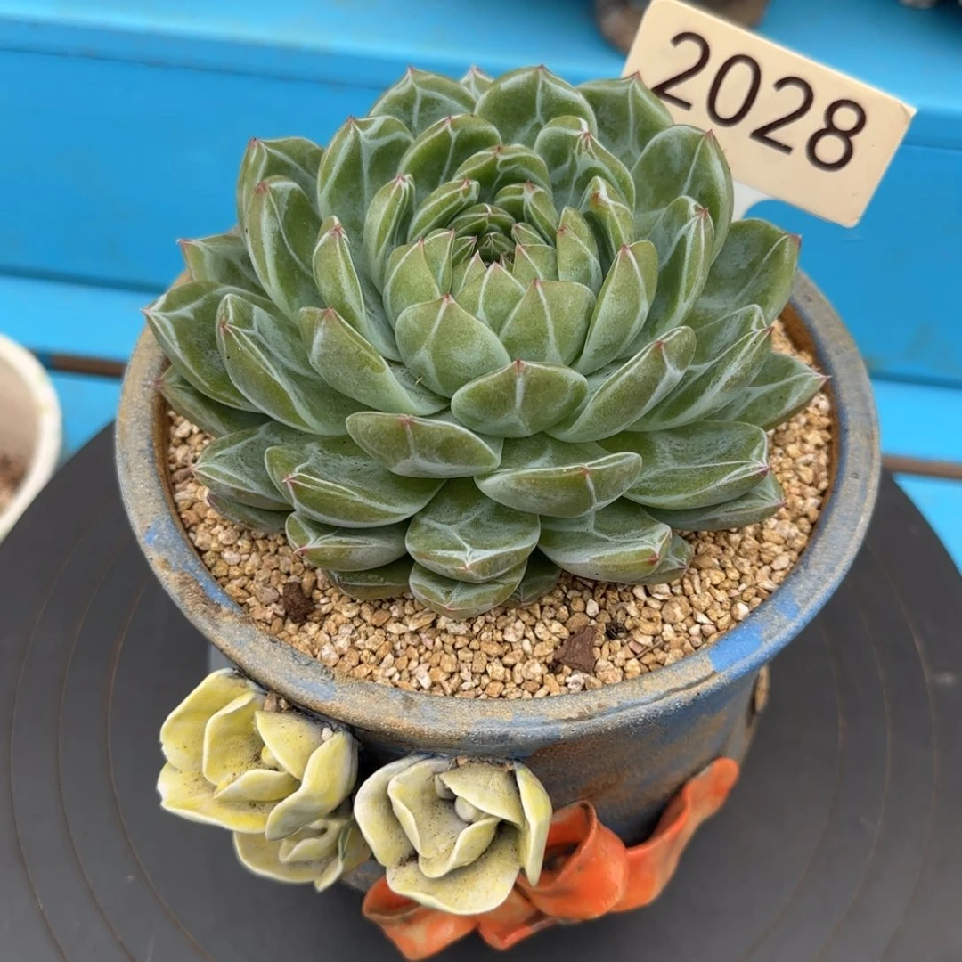 2028。     雪花珍妮