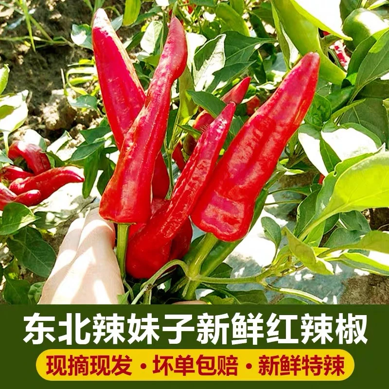 【英安专属】辣妹子辣椒土辣椒皮薄肉脆新鲜辣椒现采现发
