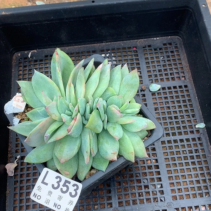 烟火花园缀化 多肉植物9.27号左右发