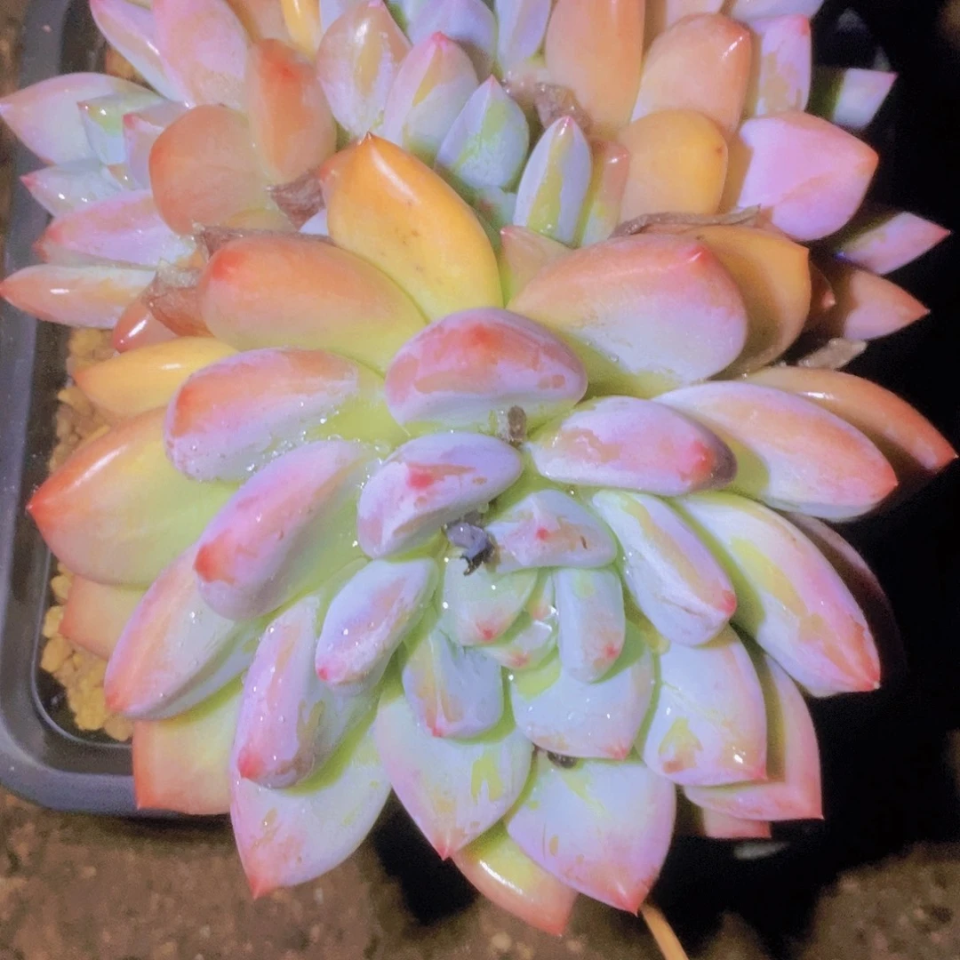 香***影颜色都变得特别漂亮呢我要把头发