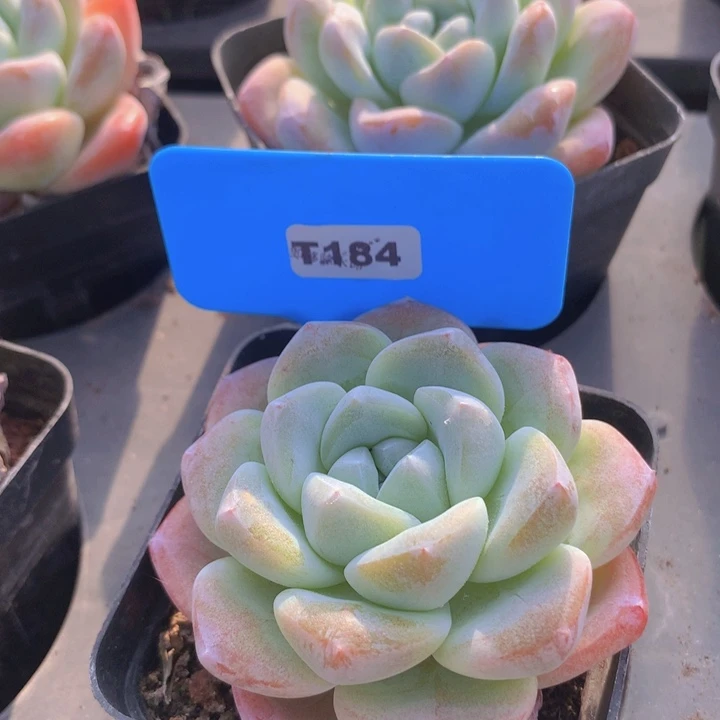 t184冰玉4棵一组发