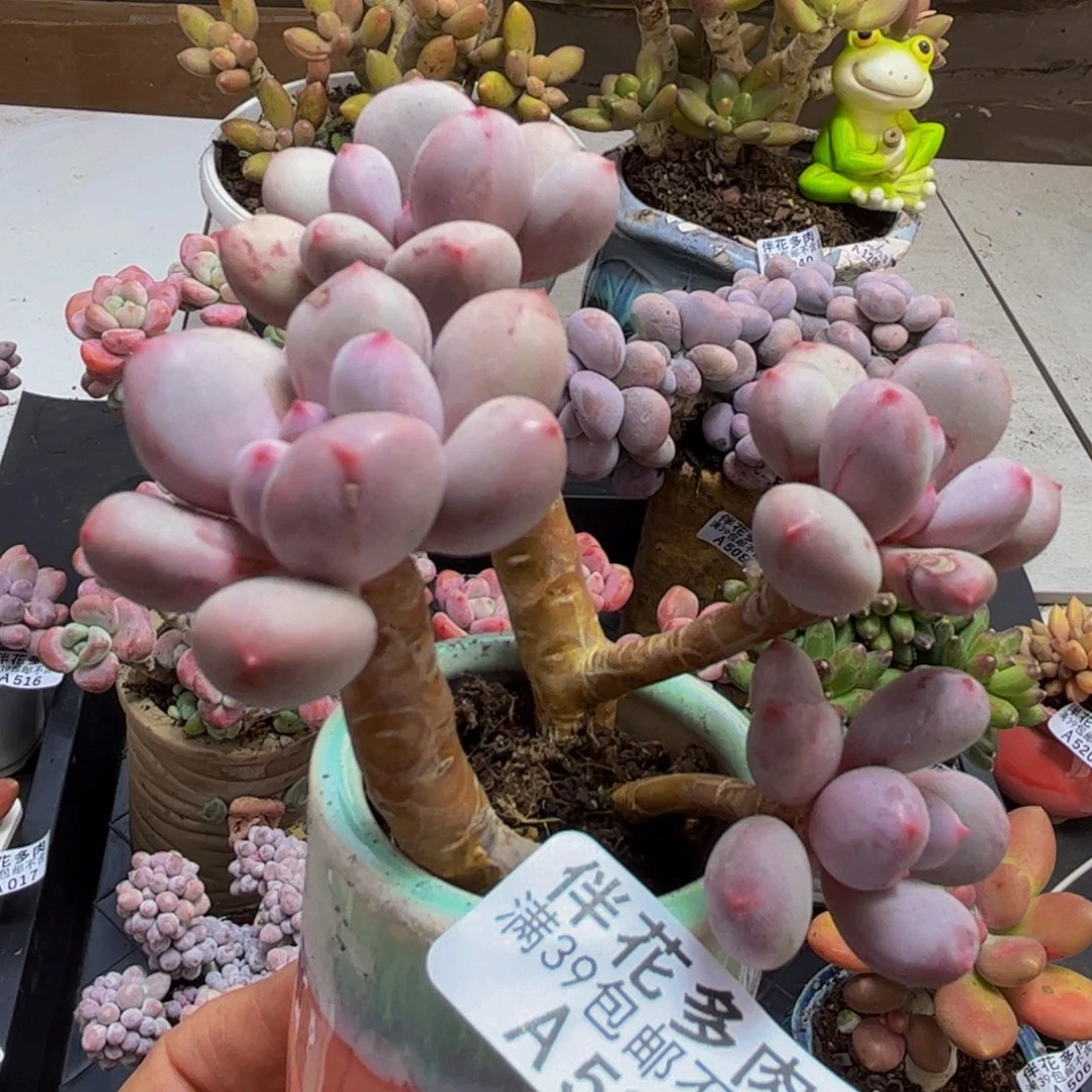 530/8cm仙子奶多肉