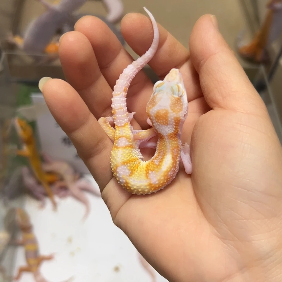 豹纹守宫豹纹守宫