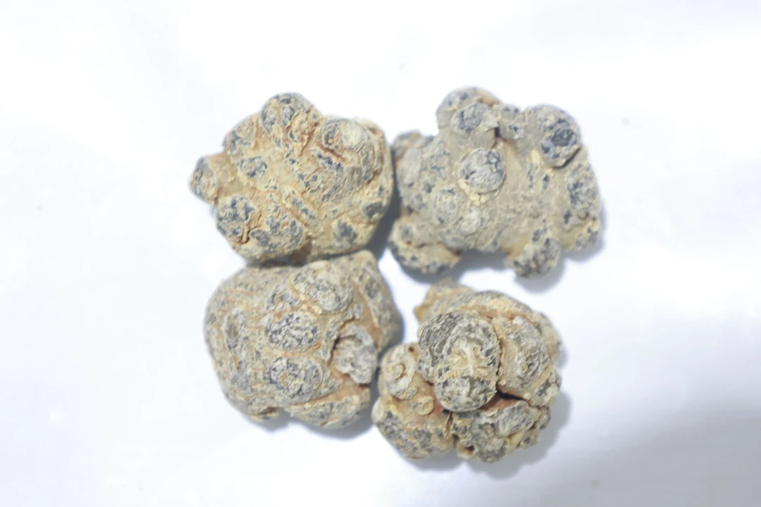 60个头精品圆狮子头三七500g*1