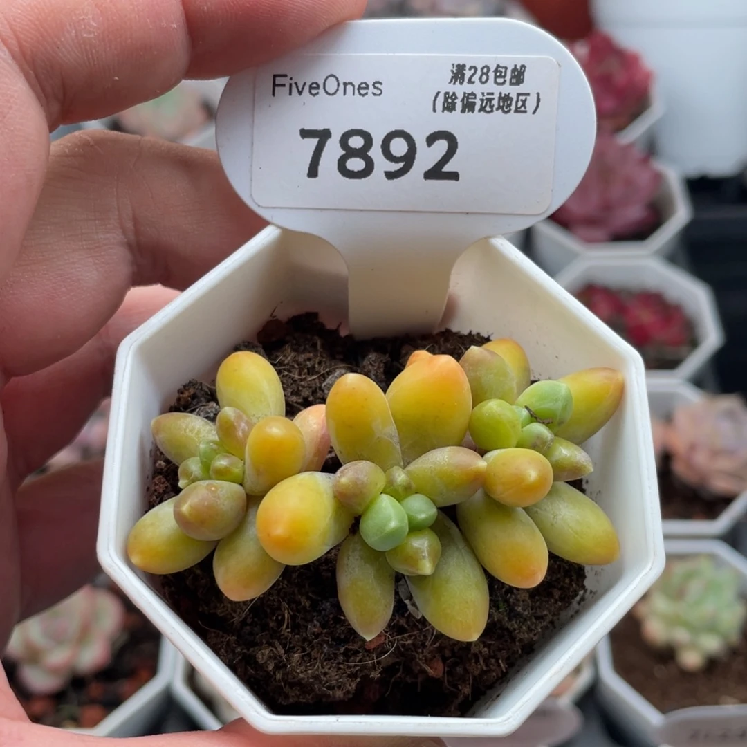 黄香蕉7892-6.5厘米