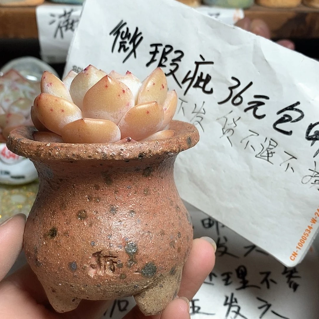 红陶拍5送一个小