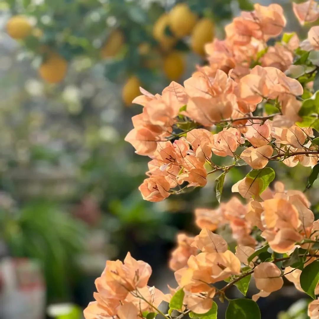 【奶昔】三角梅喜光易养护庭院花卉观赏原盆土根系好