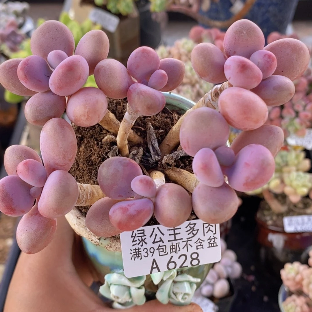 糖果桃蛋老桩9m628多肉植物