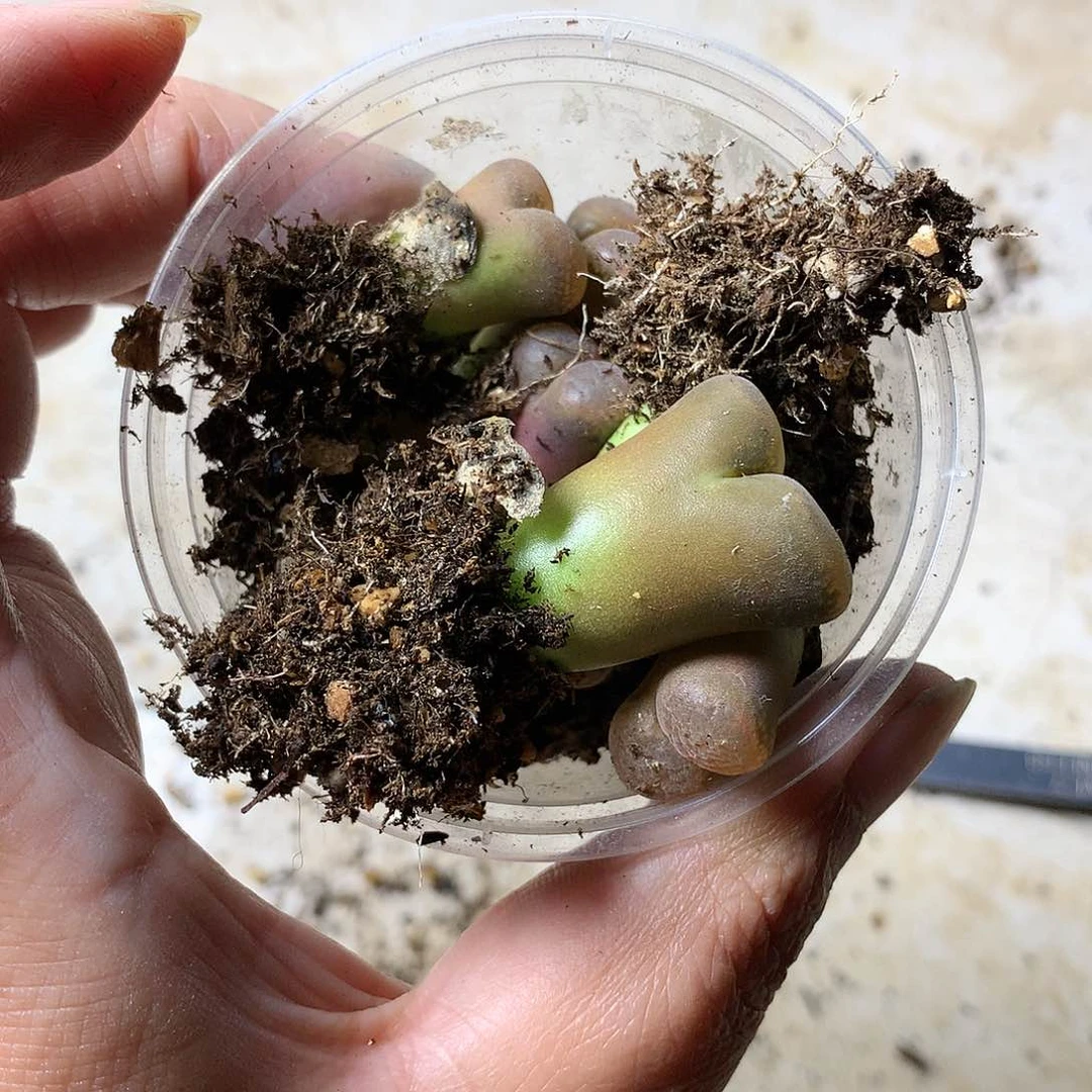 美* H99多肉植物保护