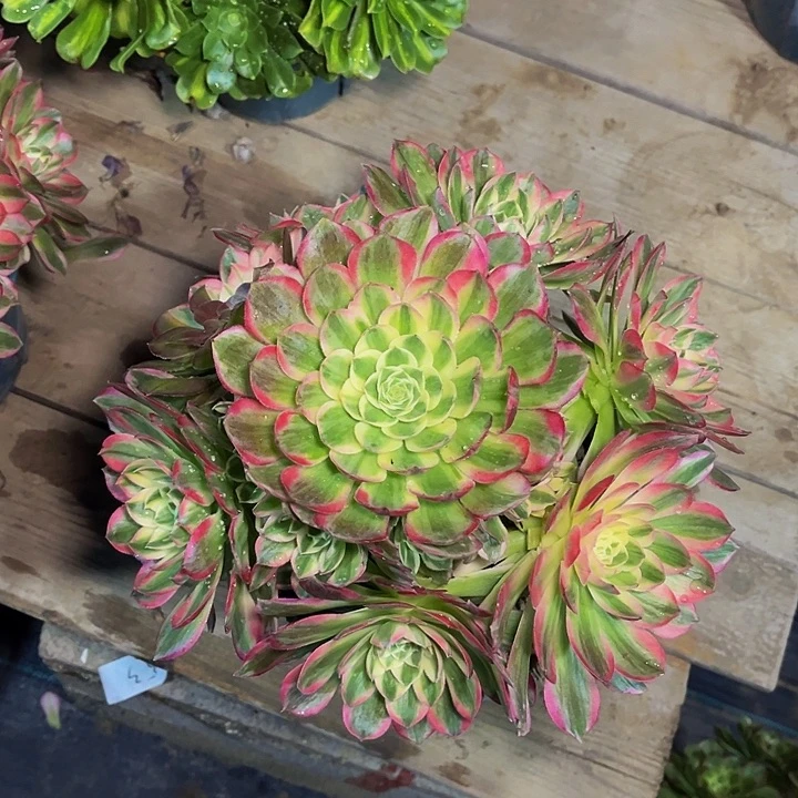 海王海王海王006