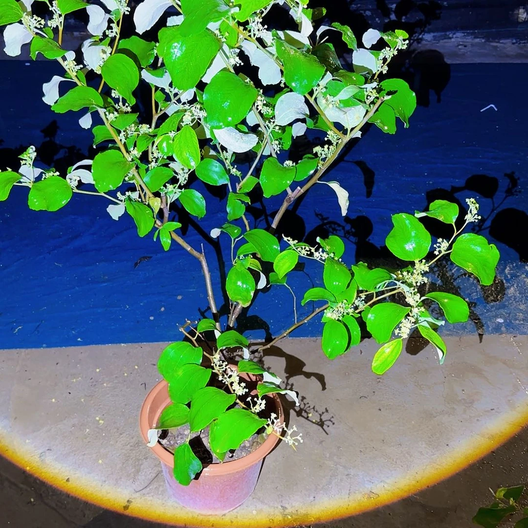 四***哥无花朵果树11111111111