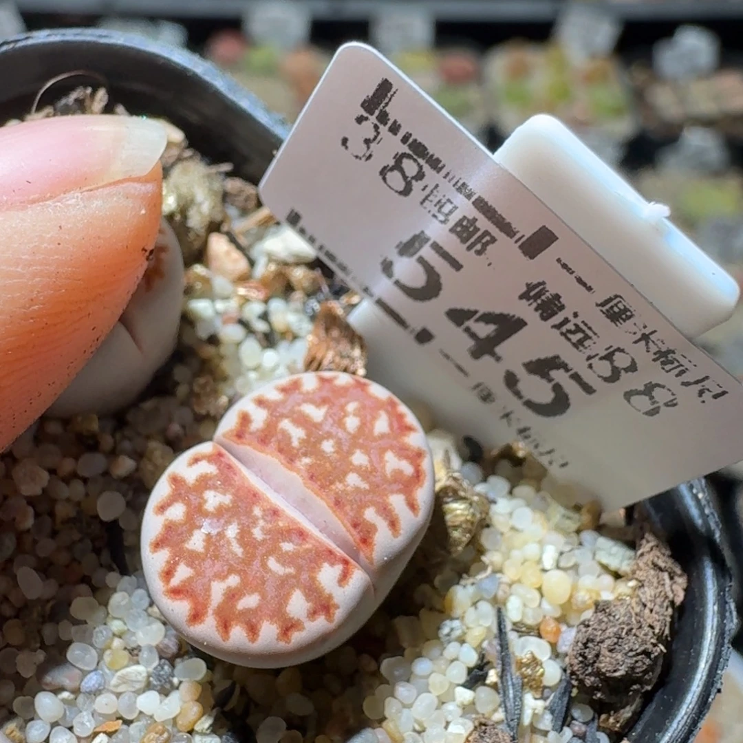 Sss清货了清空545