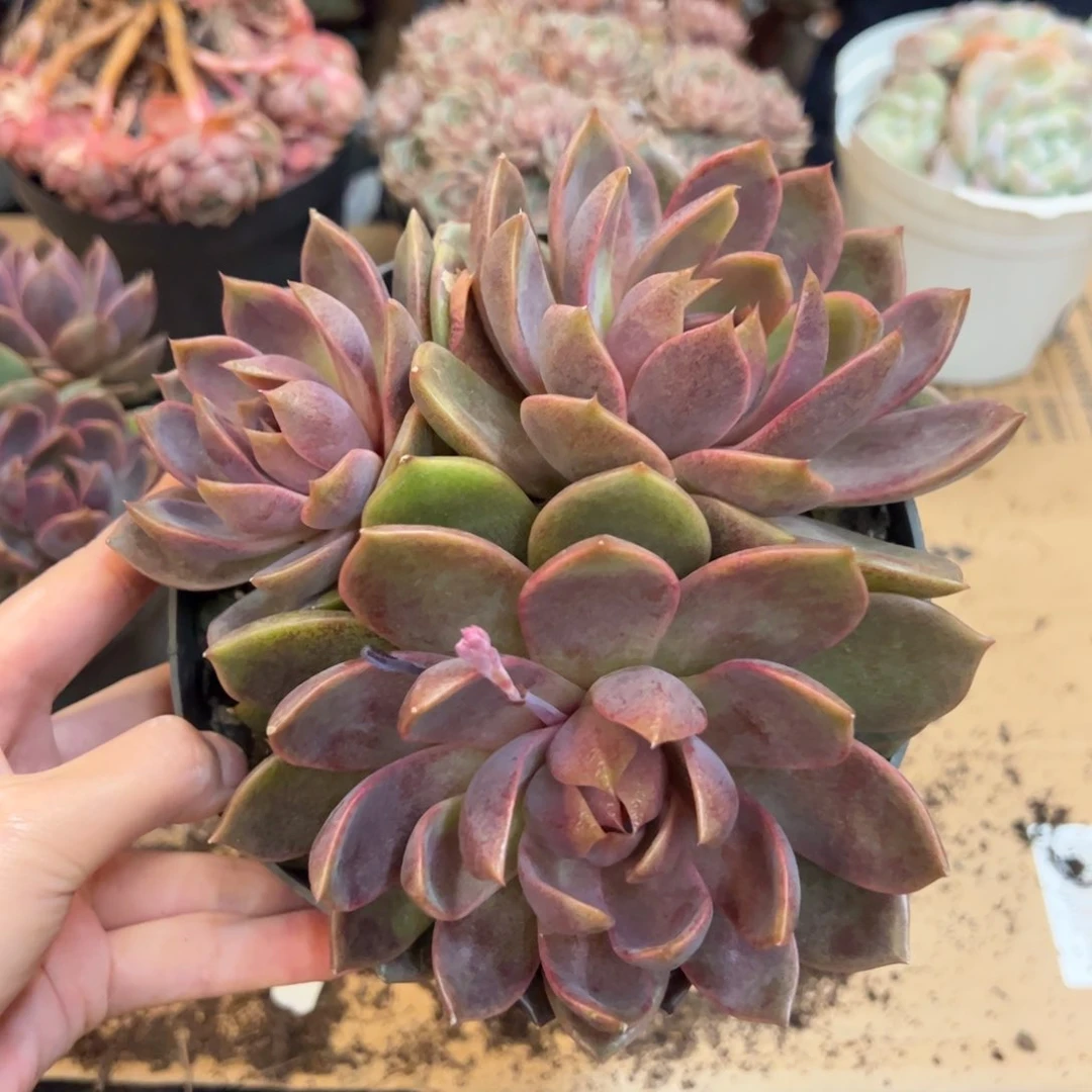 巧克力慕斯三头起多肉