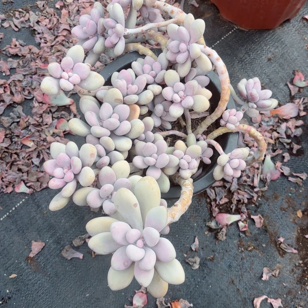 瑶**桃蛋30-9。