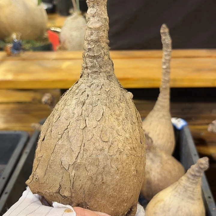 汤圆植物奇艺油柑N
