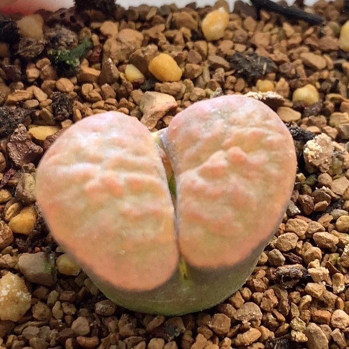 EH980超级蛋糕 肉锥植物