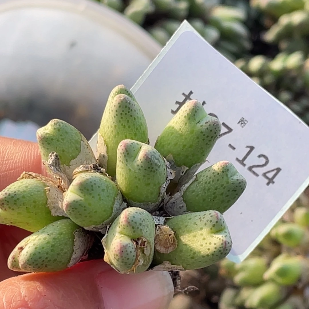 水***冻27-124肉锥多肉植物