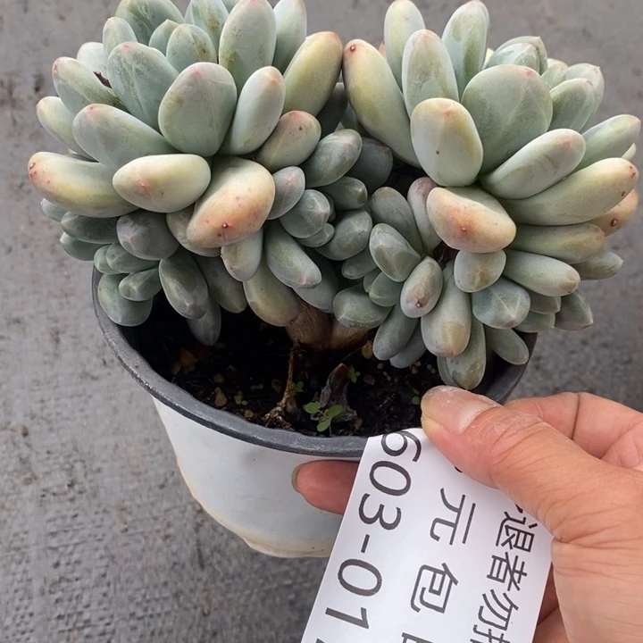 浅**沫夏悦多肉0603-17香水