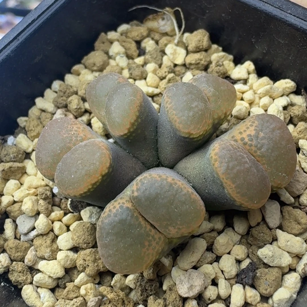 34号五头风铃一物一拍