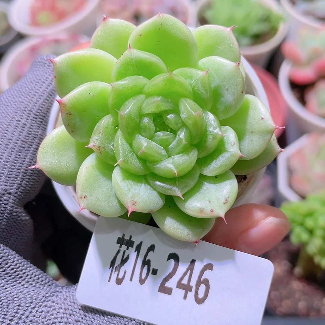 花利美16-246新品