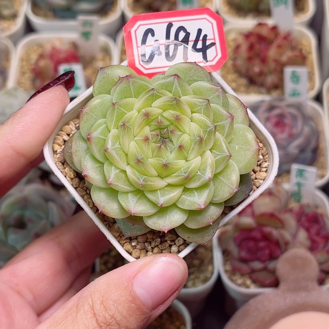 G694一物一拍 二代雪花