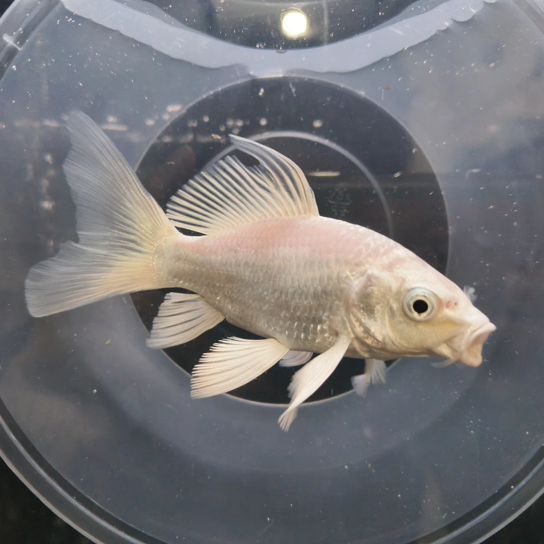 蝴蝶鲤观赏鱼普身普短直播专用链接