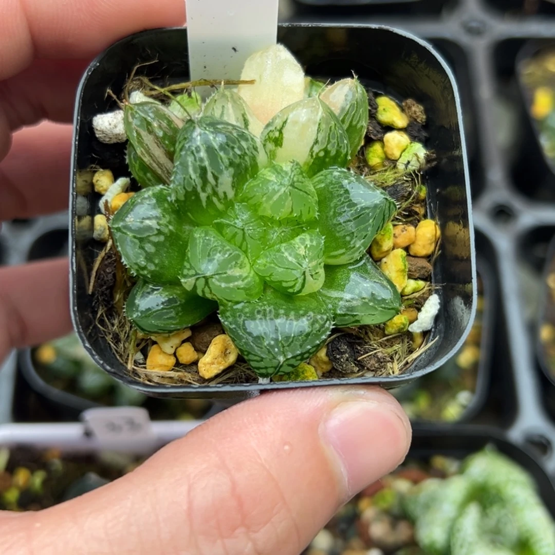 36大窗楼兰玉露锦一物一拍