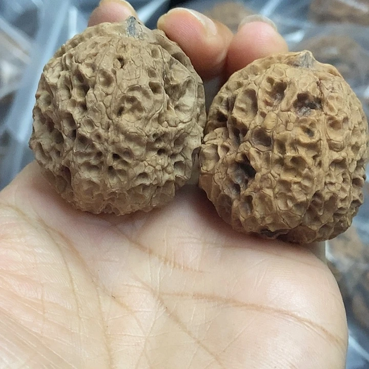 文玩核桃把件云南铁核桃基地55