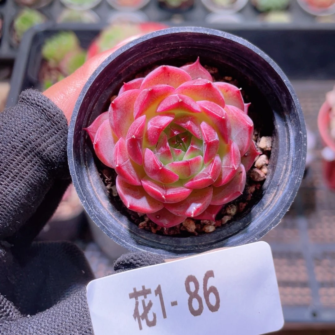 花利美1-86麦秆单头