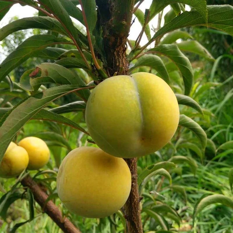 蜂糖李子树苗嫁接苗木特大脆李四川李树果苗带土发货新品种果树