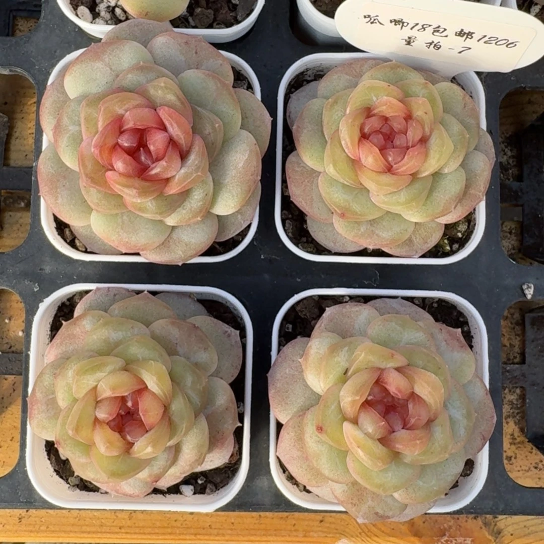 1206-07-瑰夏一颗量拍