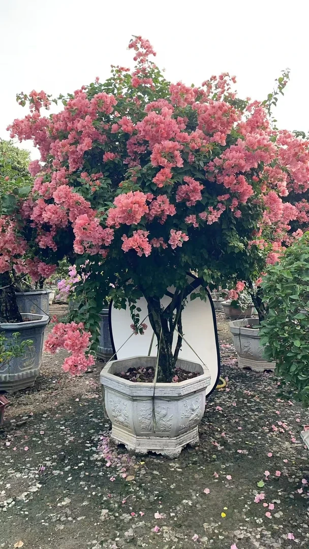 老桩三角梅四季开花盆景庭院基地直发【一物一拍不退不换】