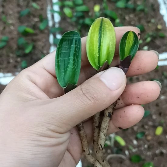 完全开放特色花卉君子兰小苗