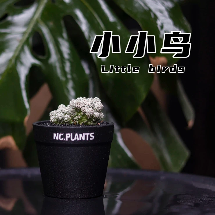 【NC.PLANTS 小小鸟】桌面小植物 | 治愈小球 | 带盆成品