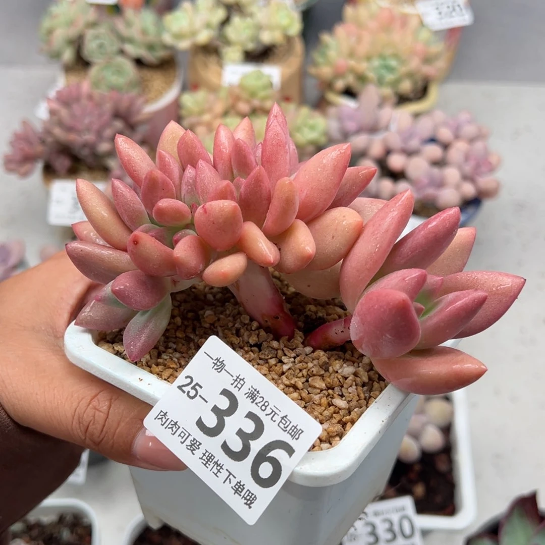 桃花源缀多肉多肉多肉多肉