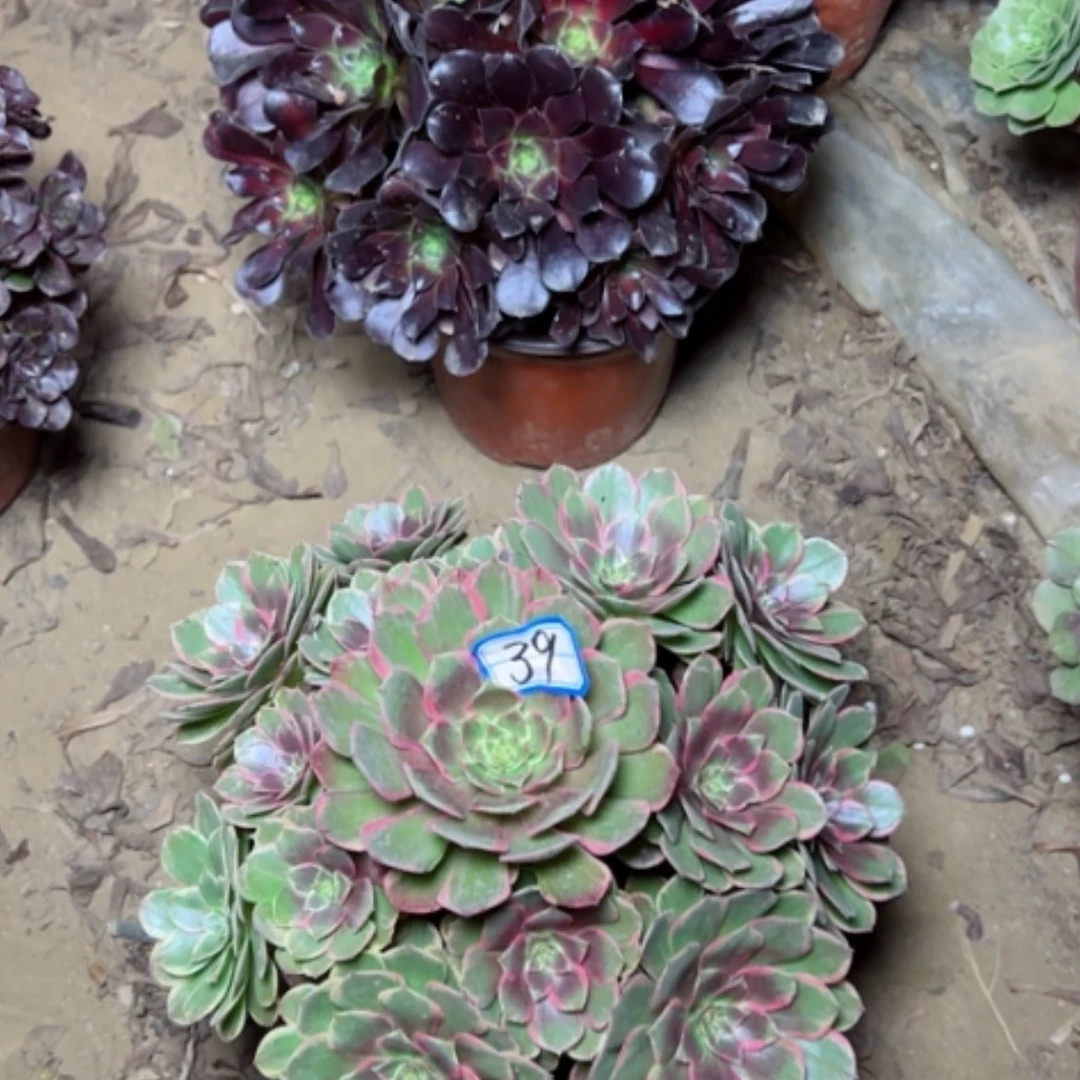 【闪购商品】粉花妖39