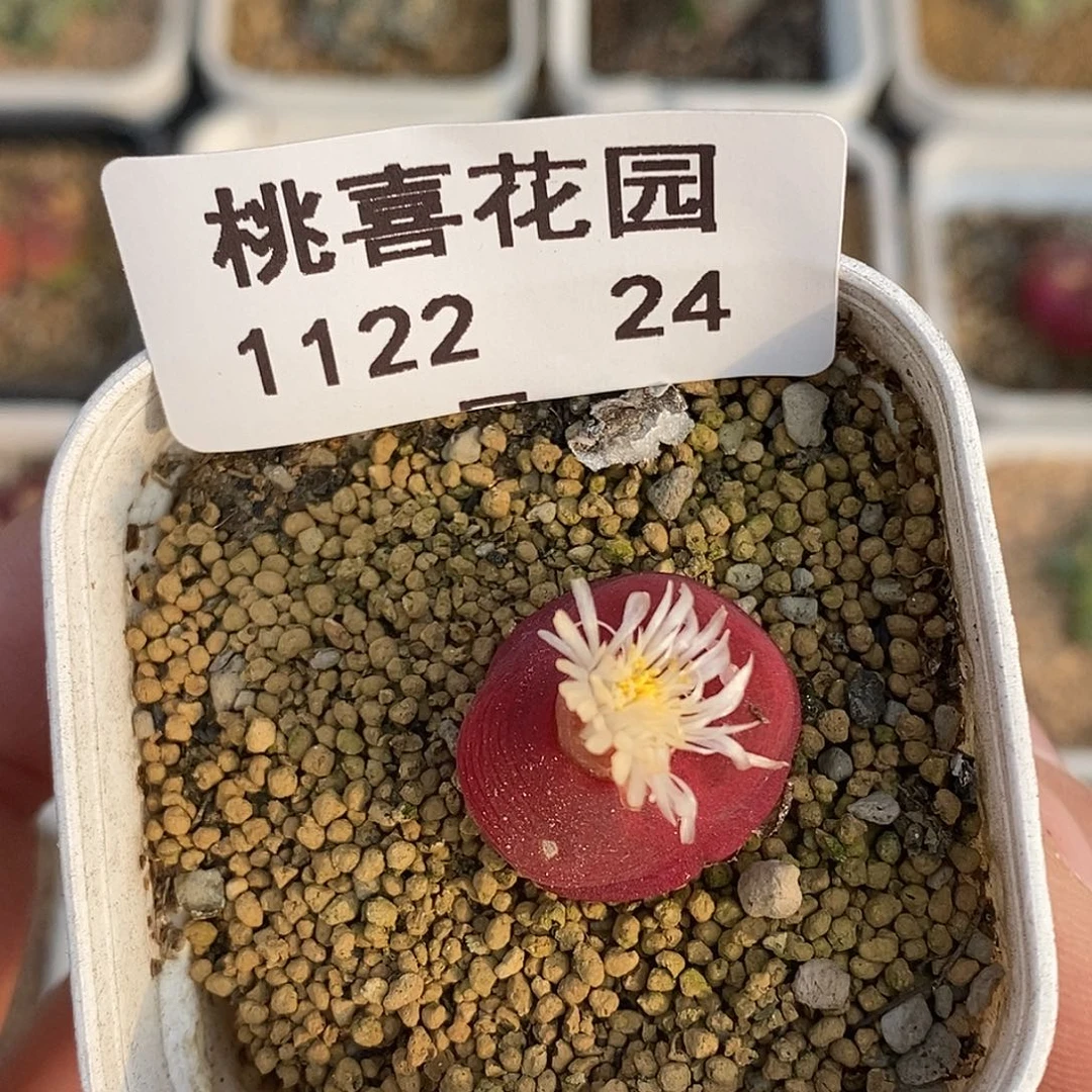 22-24-毛有伤特。