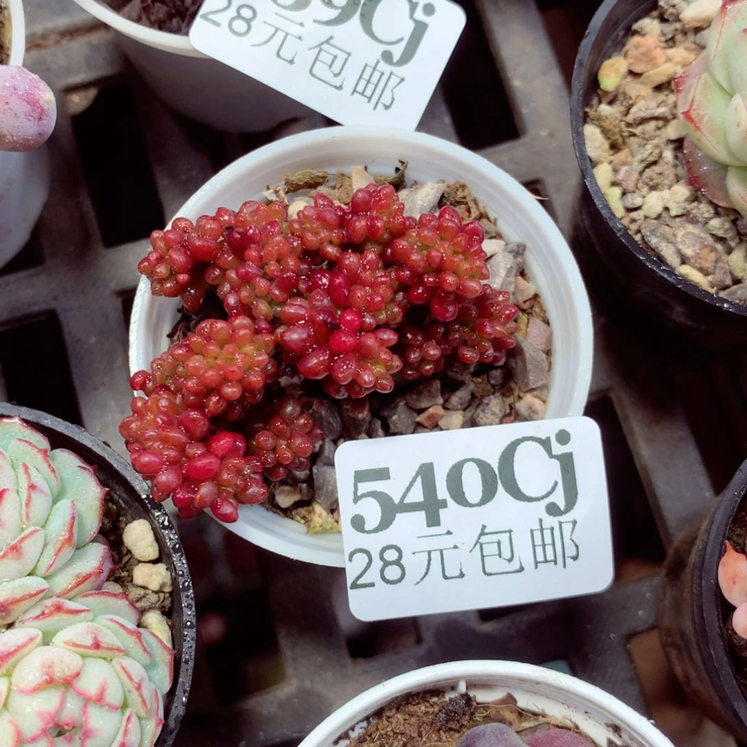 5厘米盆精控多肉540