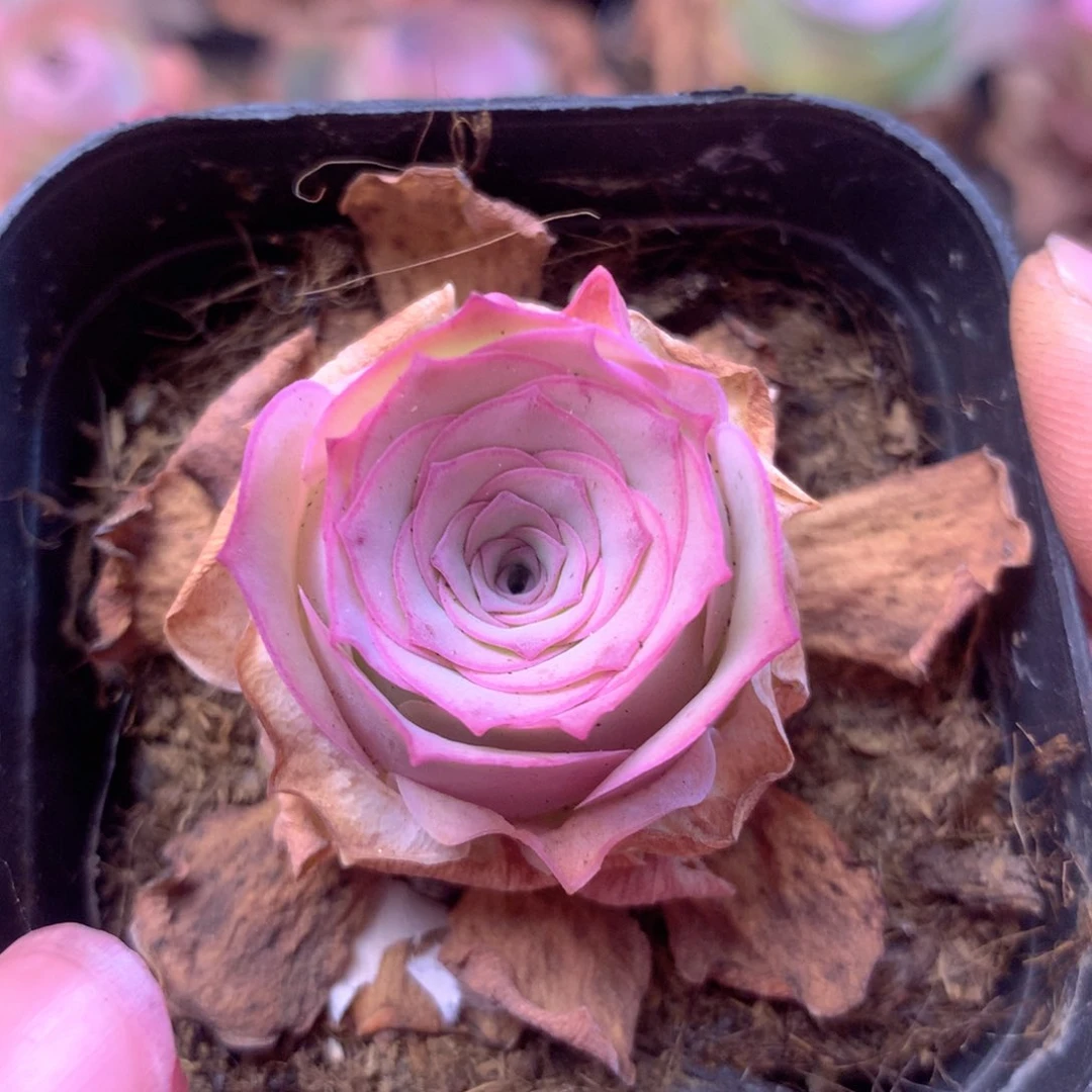 一物一拍紫玲珑006