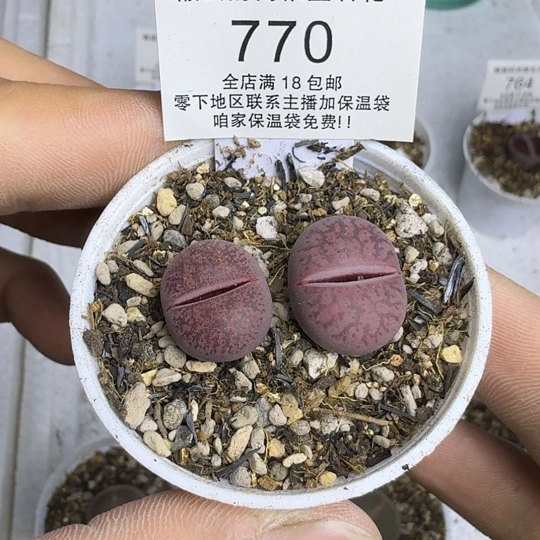 770盆口5公分 满18包邮