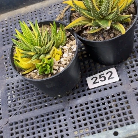 252硬叶锦一物一图如图