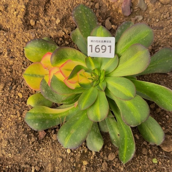 1691粉女花脸多肉