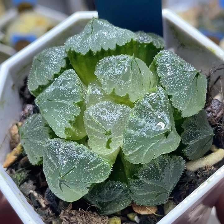 595冰墩墩亚母本级别