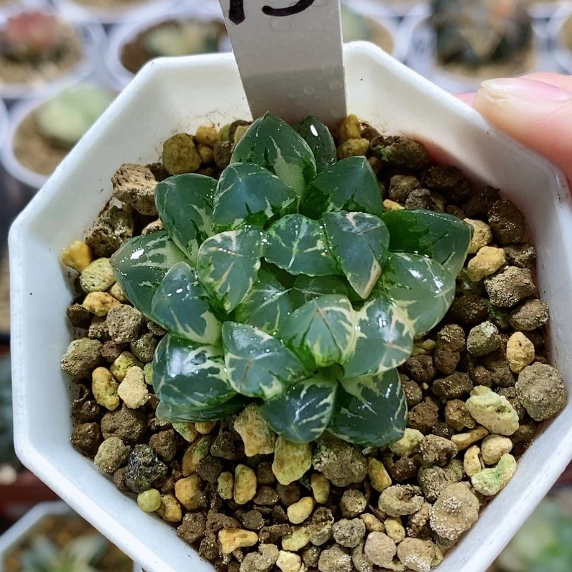 【闪购商品】13北极之光锦