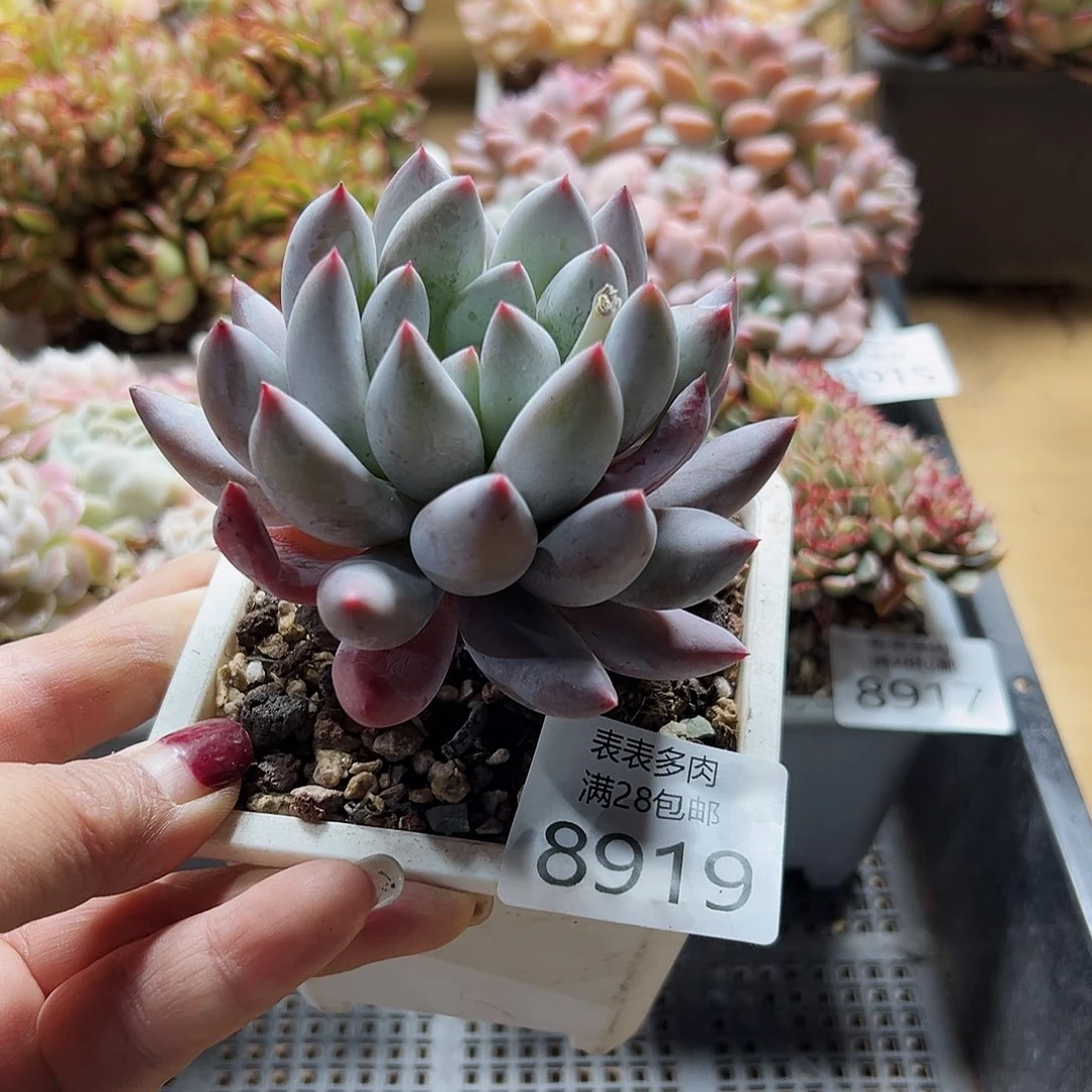 9号多肉一物一拍8919