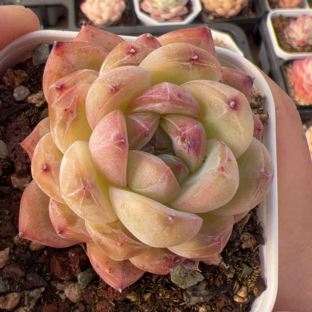 薄***?500 多肉植物组合